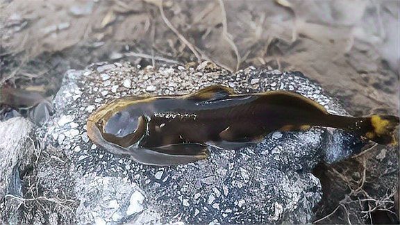 石爬子魚多少錢一斤
