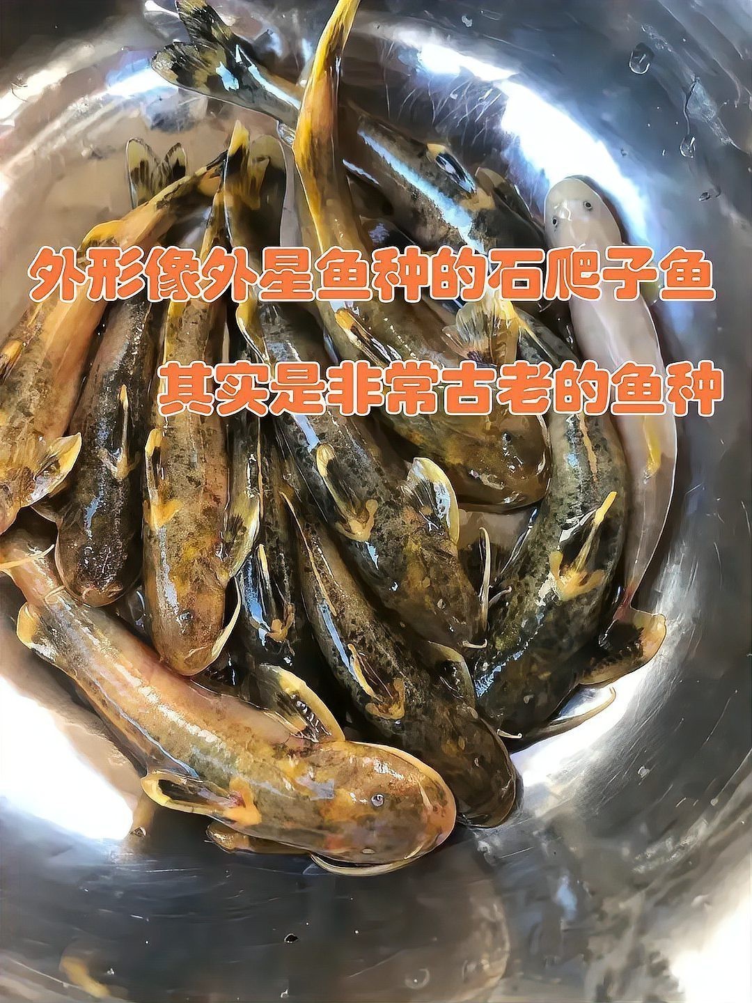 石爬子魚多少錢一斤