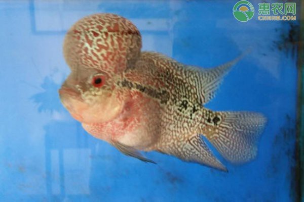 羅漢魚可以跟銀龍魚同缸養嗎