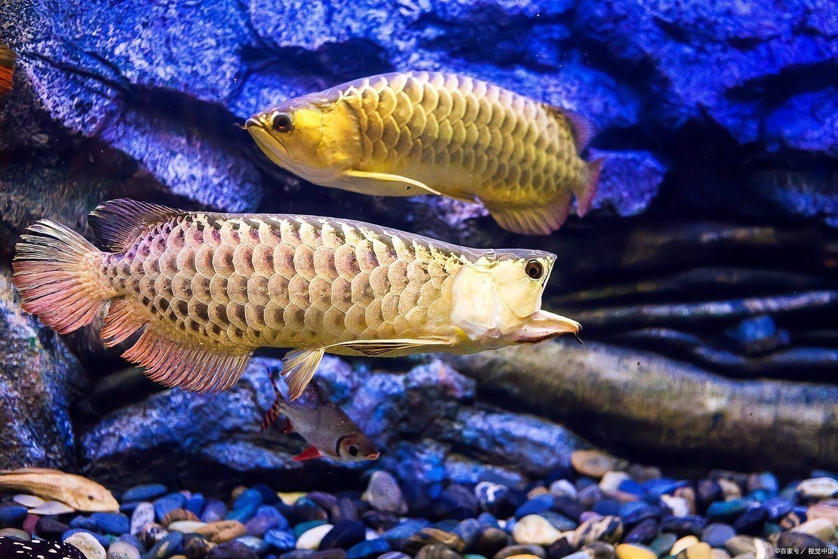 龍魚跳缸了最簡單處理