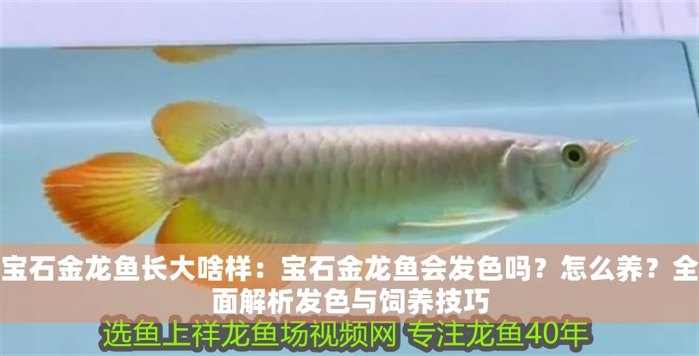 寶石金龍魚長大啥樣：寶石金龍魚會(huì)發(fā)色嗎？怎么養(yǎng)？全面解析發(fā)色與飼養(yǎng)技巧