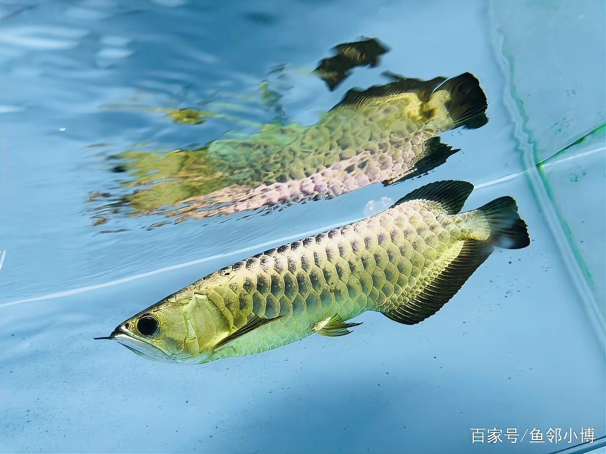 龍魚缸多高最好