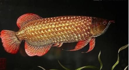 魚缸過濾器選購指南:自制魚缸過濾器魚缸上置過濾器對于養魚愛好者的必備知識 高背紅尾金龍魚能吃嗎 龍魚百科 高背紅尾金龍魚能吃嗎 高背紅尾金龍魚能吃嗎 龍魚百科