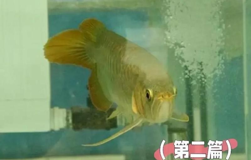 銀龍魚翻鰓手術的成功率有多高？