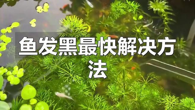 龍魚底色發黑怎么辦？