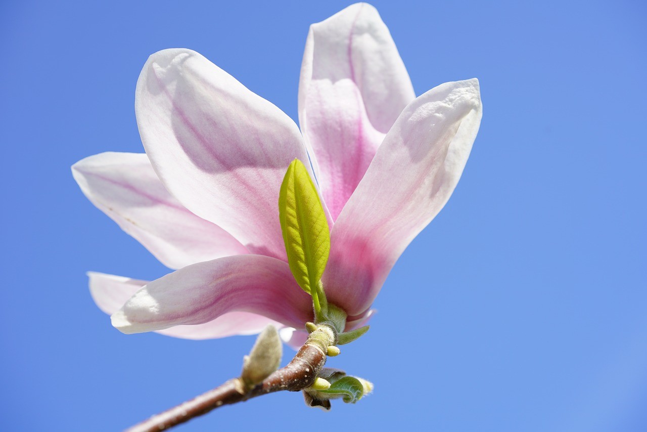 嘉祥玉蘭花鄉(xiāng)花卉銷售中心（嘉祥玉蘭花鄉(xiāng)花卉銷售中心電話）