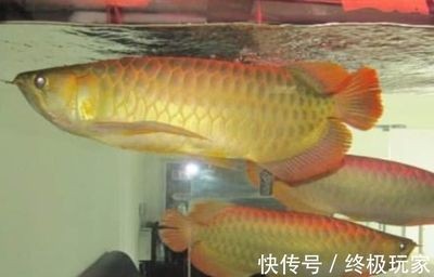 白色金龍魚的樣子描寫:白色金龍魚是什么樣子的 龍魚百科 第3張 白色金龍魚的樣子描寫:白色金龍魚是什么樣子的 白色金龍魚的樣子描寫:白色金龍魚是什么樣子的 龍魚百科 第3張