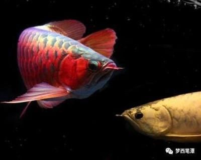 夢見自己買了條紅金龍魚（關(guān)于夢見自己買了條紅金龍魚，根據(jù)搜索結(jié)果，以下幾種可能解釋）