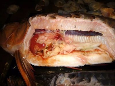 龍魚腸道細菌感染怎么治療：龍魚腸道細菌感染的治療方法
