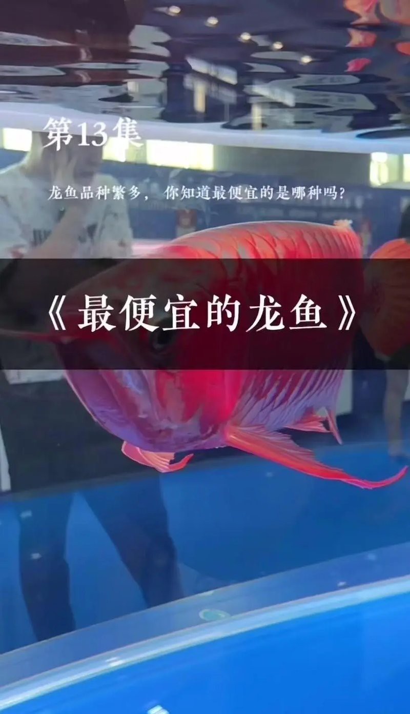 魚缸綠藻怎么去除？：\u005cx0d\u005cx0d\u005cx0a