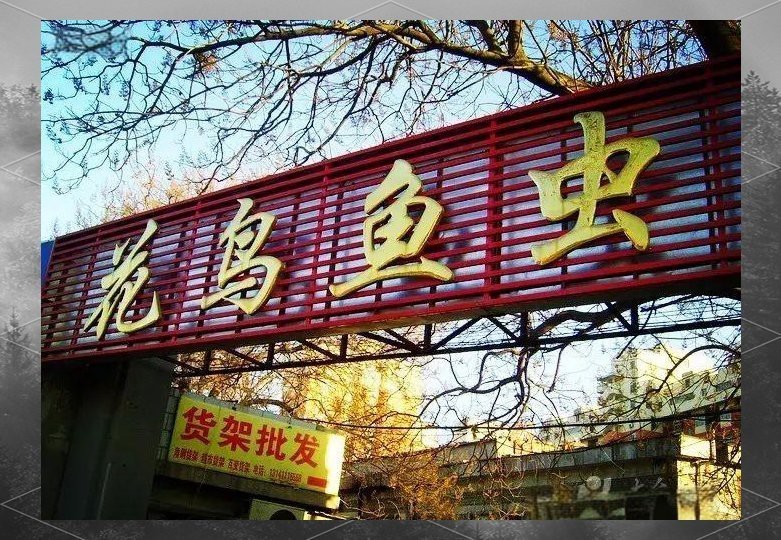 深圳哪個(gè)觀賞魚市場(chǎng)最大