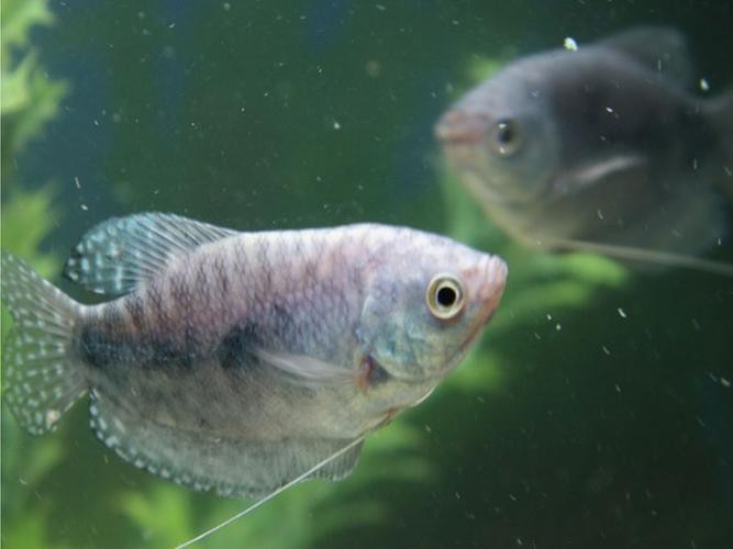 古典藍龍魚用什么燈好看又漂亮圖片