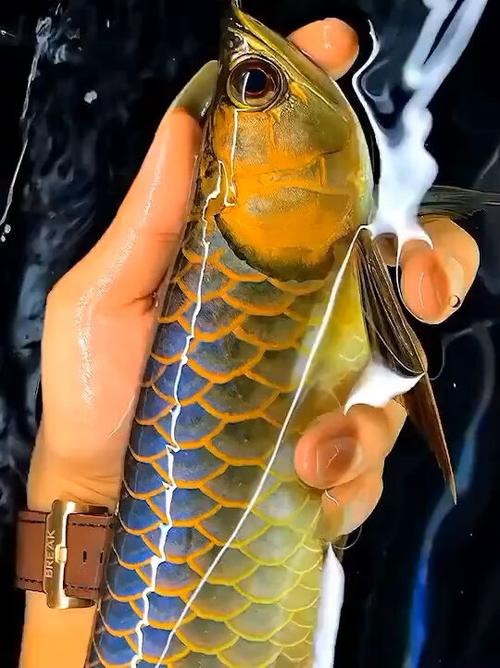 古典藍龍魚用什么燈好看又漂亮圖片