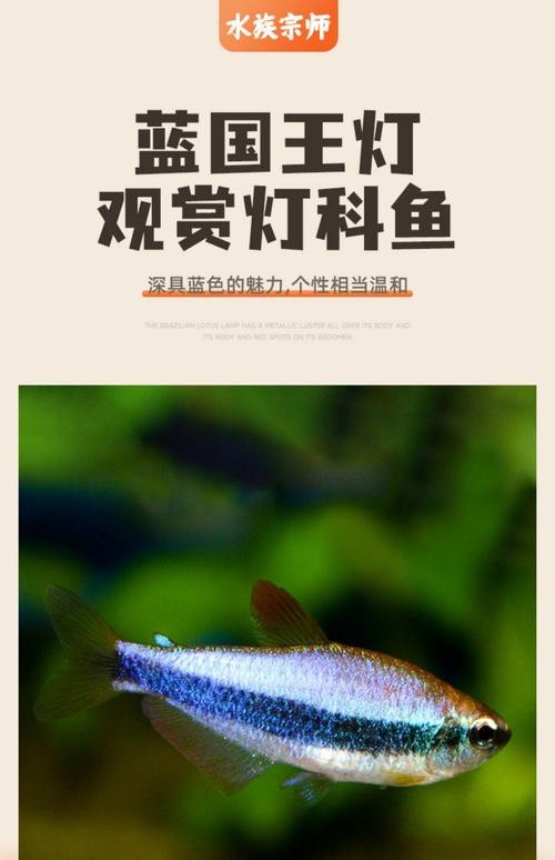 古典藍龍魚用什么燈好看又漂亮圖片