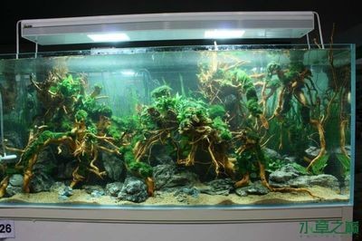 廣州魚缸造景魚缸造景展會(huì)時(shí)間表廣州魚缸造景展會(huì)時(shí)間表：2024廣州國際漁博會(huì)時(shí)間表