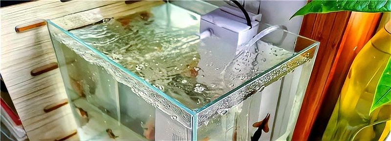 淡水魚加鹽的比例