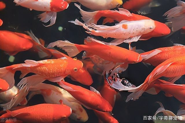淡水魚加鹽的比例