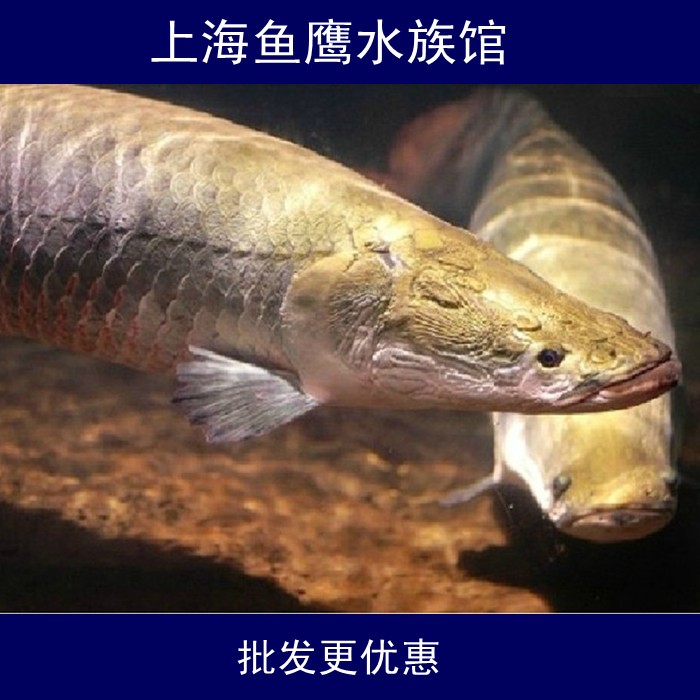 西安龍魚活體實體店在哪里啊多少錢一斤(西安龍魚活體實體店在哪里啊多少錢一斤啊)