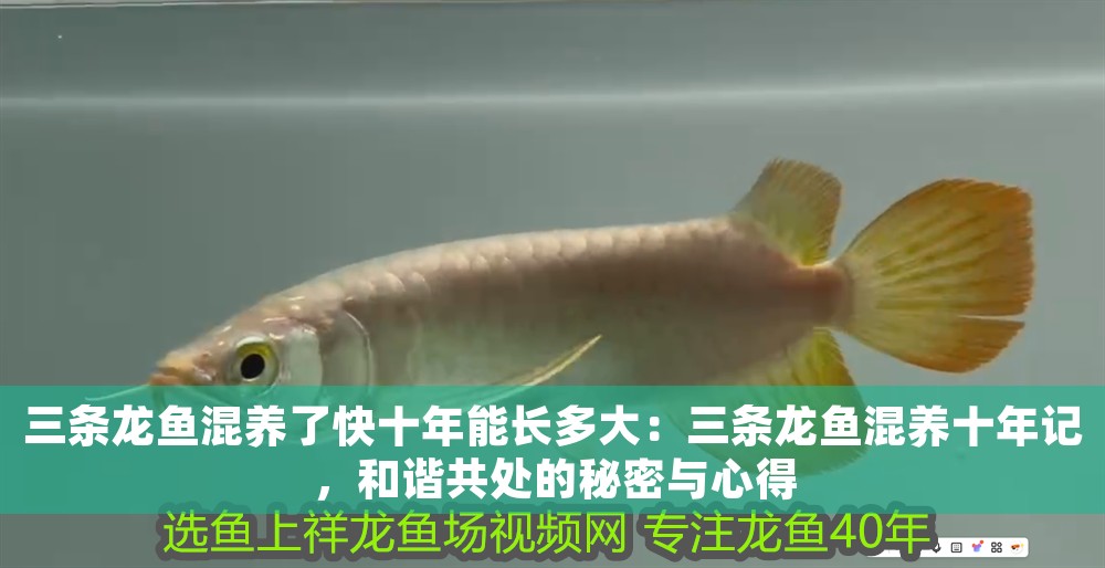 三條龍魚混養了快十年能長多大：三條龍魚混養十年記，和諧共處的秘密與心得