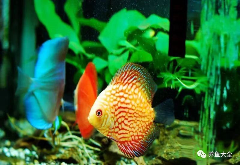 土霉素治療龍魚用量