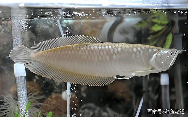 土霉素治療龍魚用量