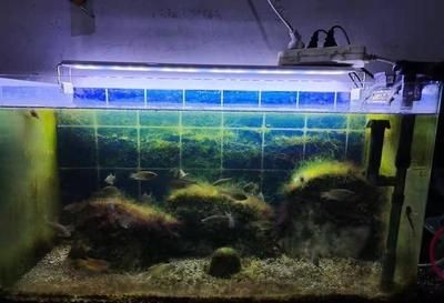 去新加坡十大忠告