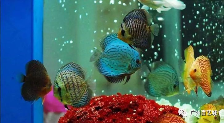 新買的魚缸如何正確過(guò)水：新買的魚直接放入魚缸水系列問(wèn)題如何正確過(guò)水處理