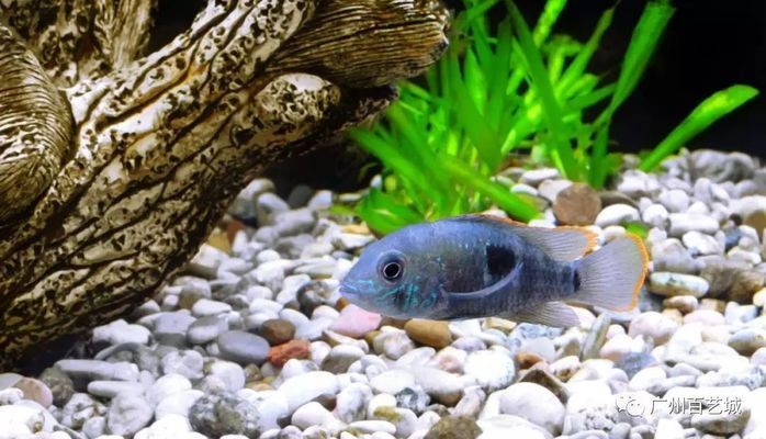 新買的魚缸如何正確過(guò)水：新買的魚直接放入魚缸水系列問(wèn)題如何正確過(guò)水處理