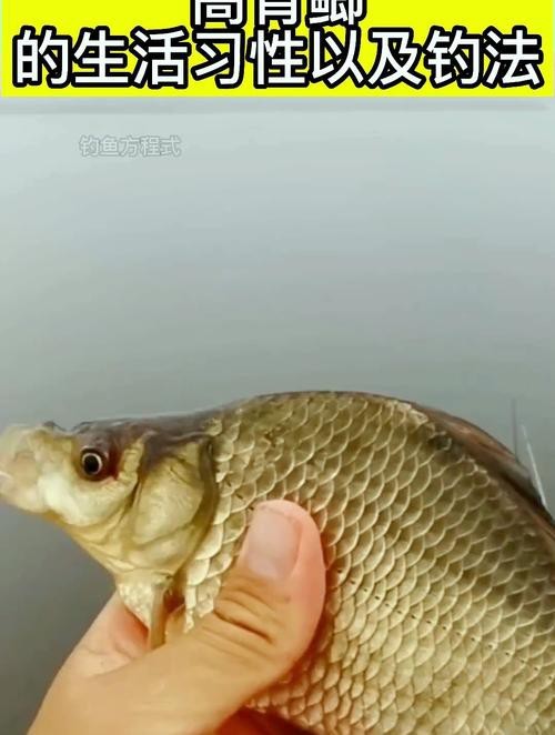 高背魚圖片
