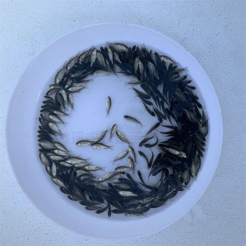 高背魚圖片