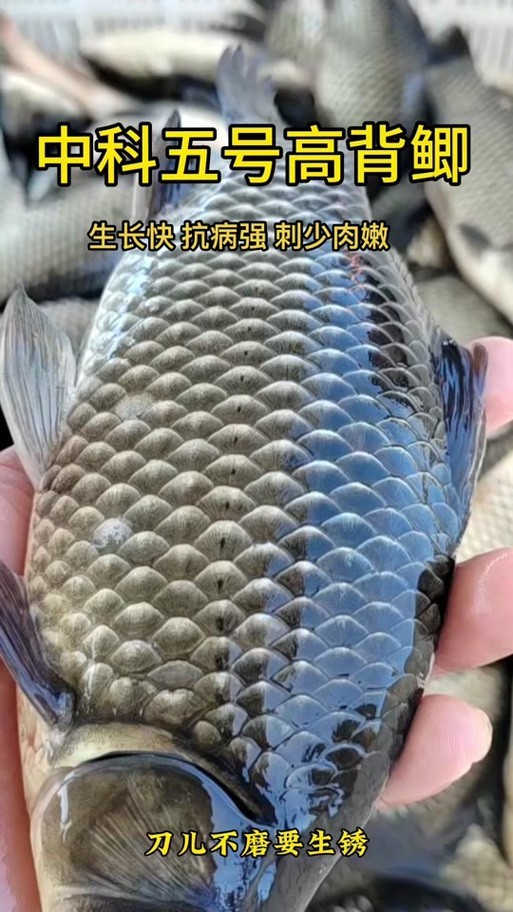 高背魚圖片