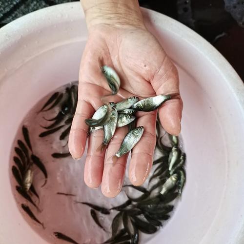 高背魚圖片