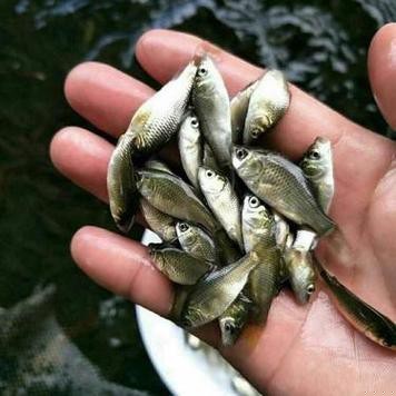 高背魚圖片