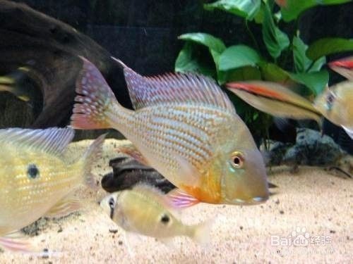 龍魚打傷喂點什么食物好得快：龍魚受傷后的飲食調理