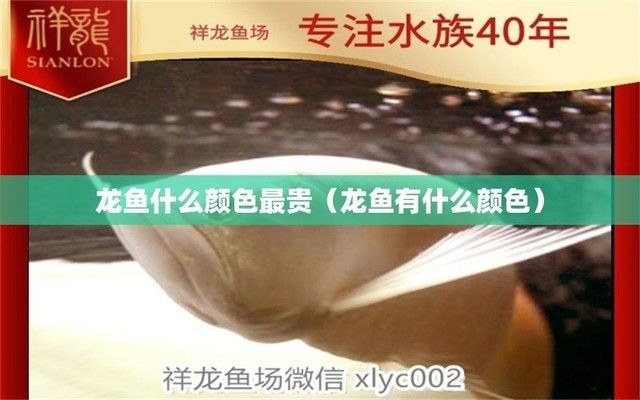 龍魚顏色價格表：龍魚顏色與價格