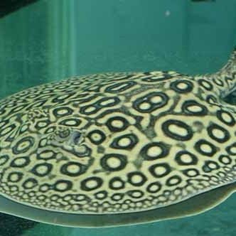 魟魚黑金和珍珠的區(qū)別