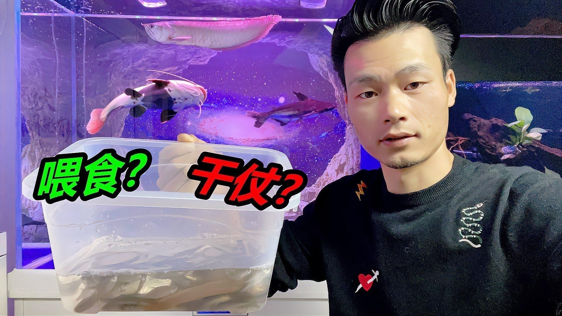 龍須貓魚的最佳混養伙伴有哪些？