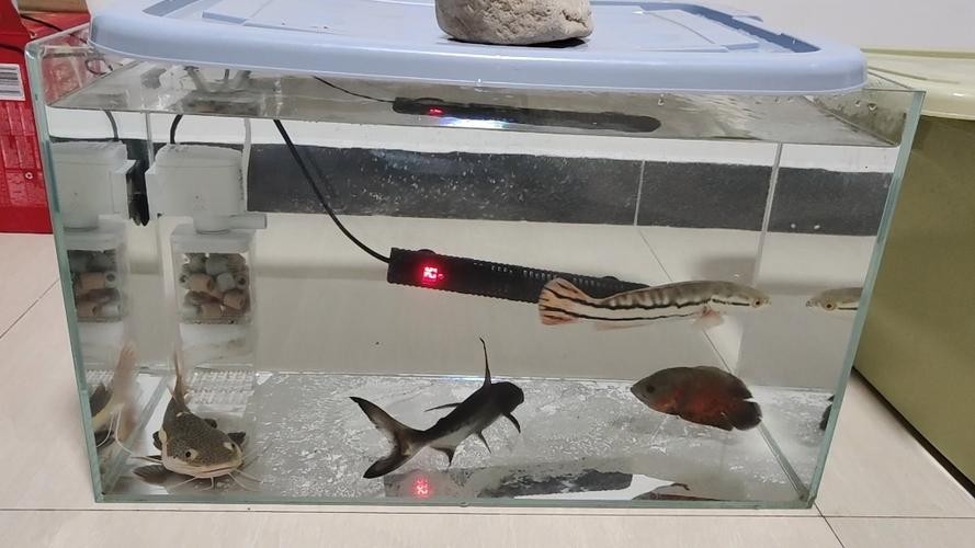 龍須貓魚的最佳混養伙伴有哪些？