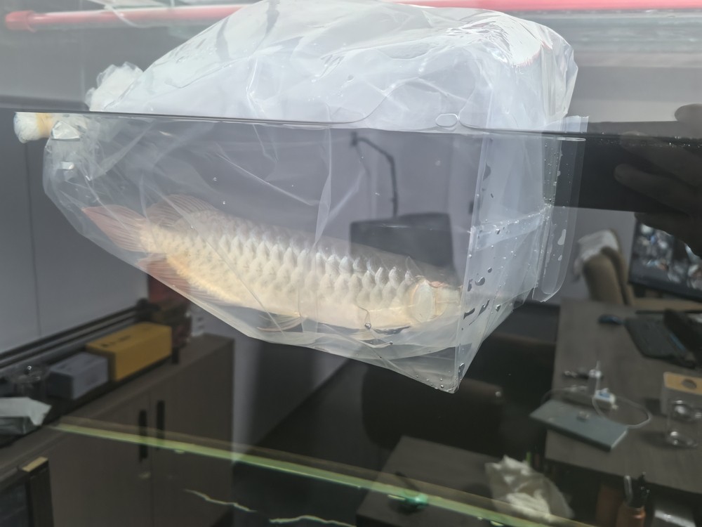 李滄區彩堡堂水族店（李滄區彩堡堂水族店地址）