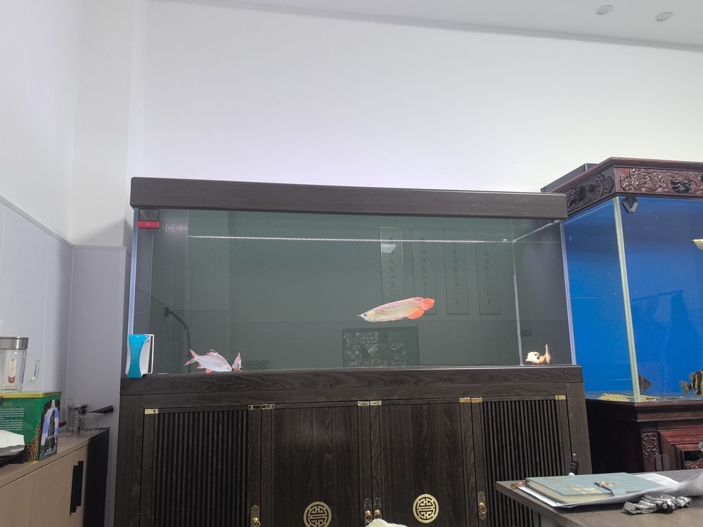 李滄區彩堡堂水族店（李滄區彩堡堂水族店地址）