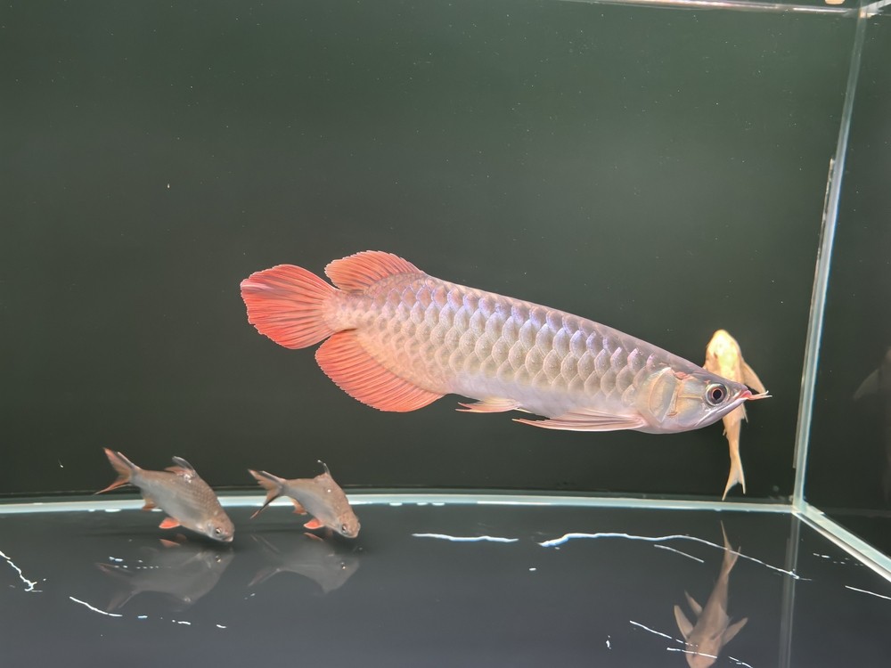 李滄區彩堡堂水族店（李滄區彩堡堂水族店地址）