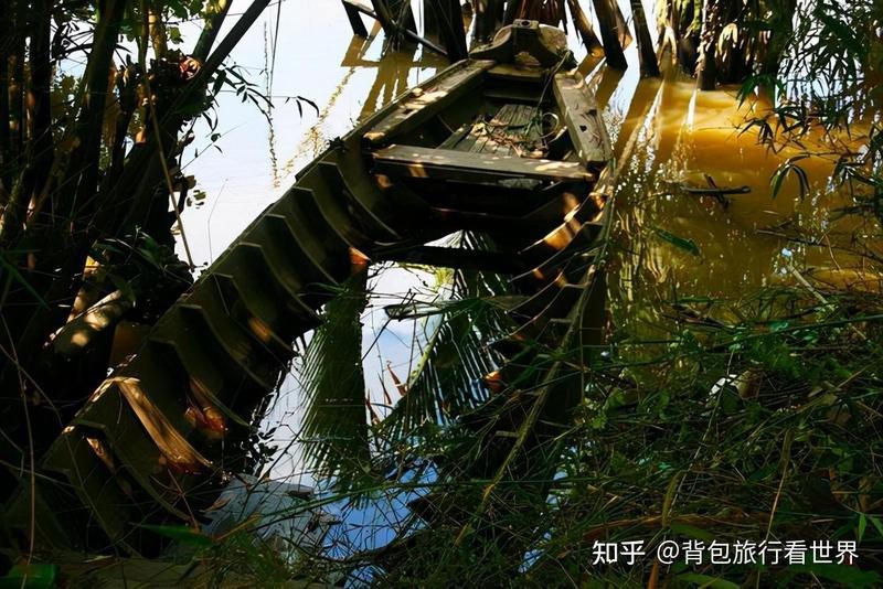 電鰻可以電死大象嗎