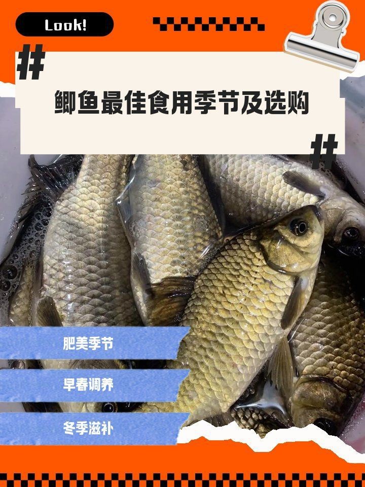 鯽魚哪個季節吃最合適