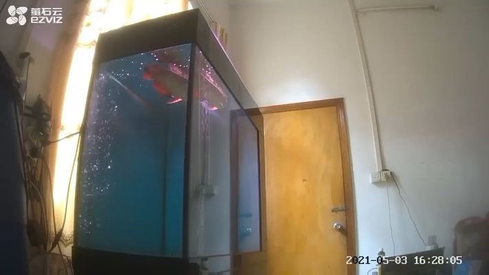頂級魚缸造景圖片：頂級魚缸造景diy教程分享高端魚缸設計案例賞析