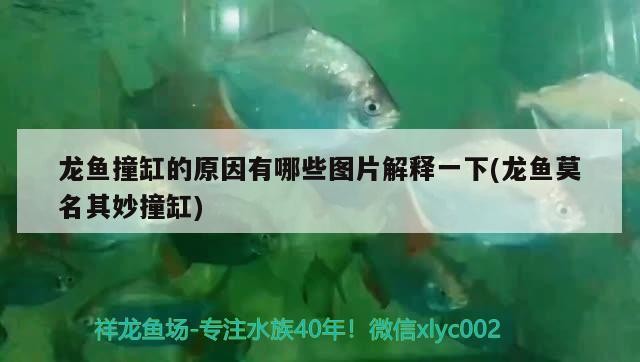十堰市凱歌動物醫(yī)藥(孫濤店)