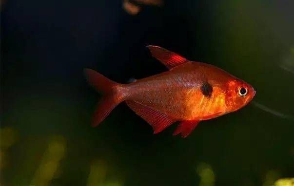 紅大勾扯旗魚是什么魚