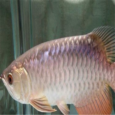 哪里可以購買到純種的藍底龍魚？