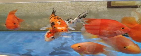 魚(yú)缸的水渾濁怎么辦怎么變清跟氧泵有關(guān)糸嗎（魚(yú)缸水渾濁怎么辦）