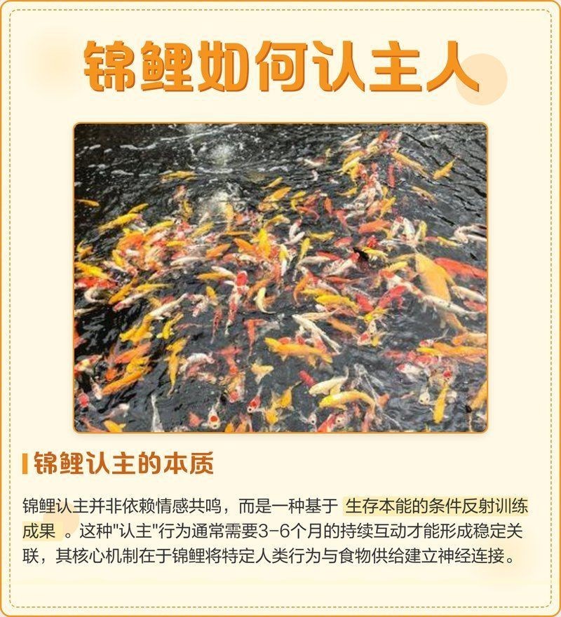 蝴蝶鯉一般幾天認主人