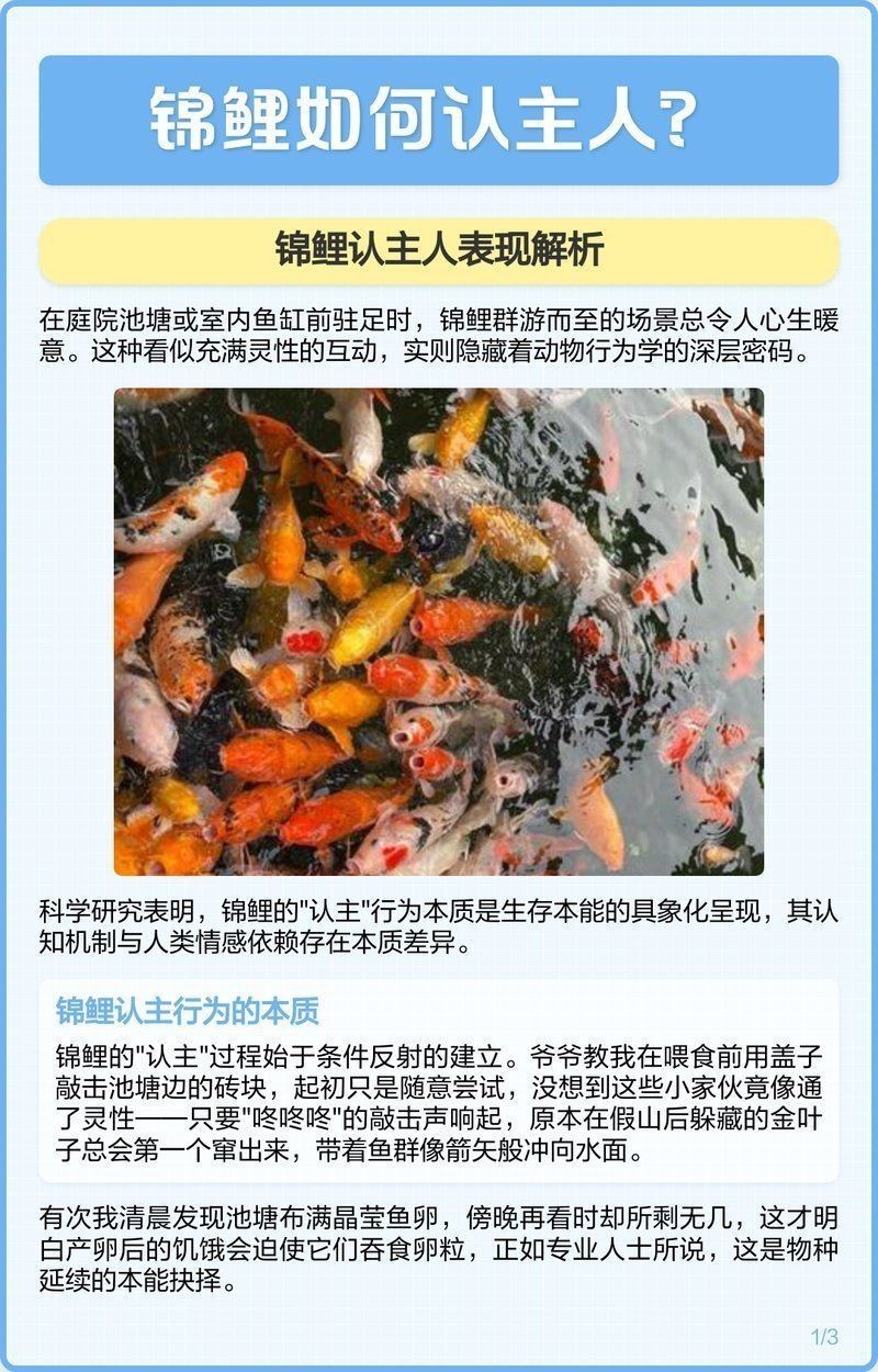 蝴蝶鯉一般幾天認主人